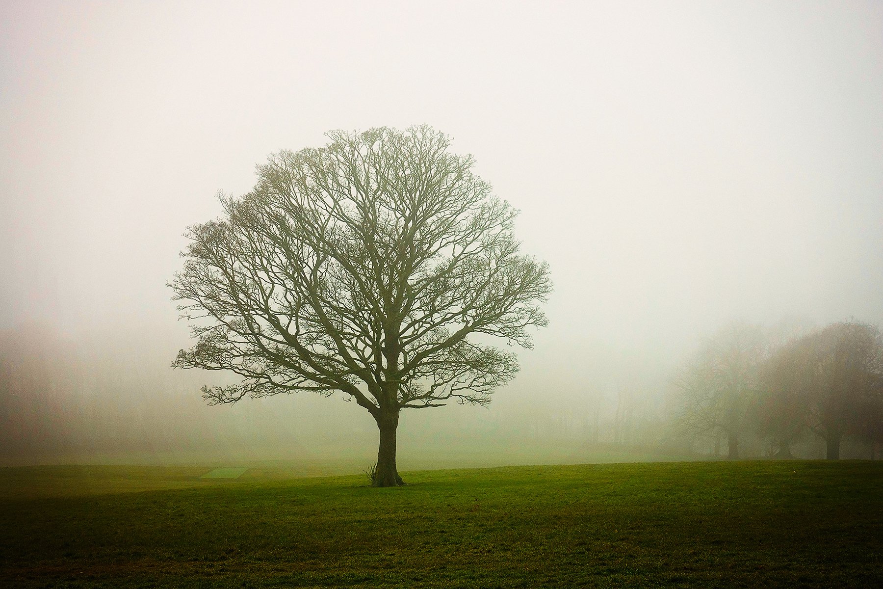 Misty tree in Graves Park in Sheffield
