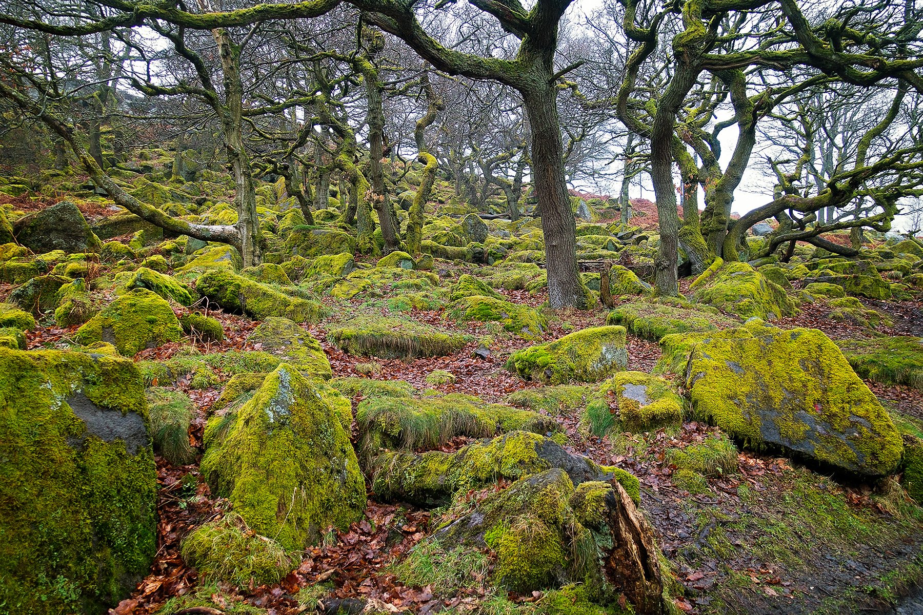 Padley Gorge in the Peak District