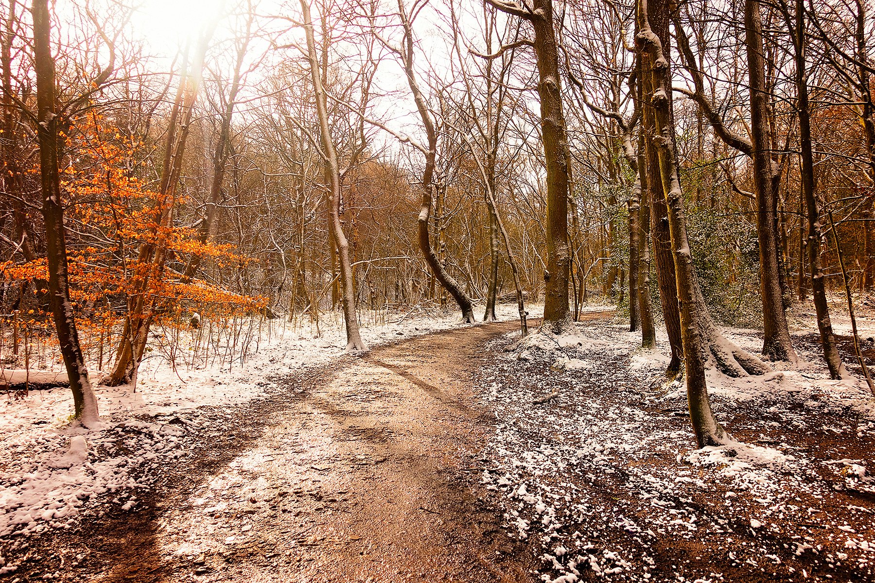 Snow in Ecclesall Woods in Sheffield