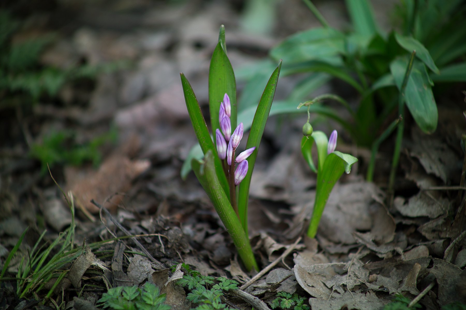 Spring flowers at Rivelin Valley
