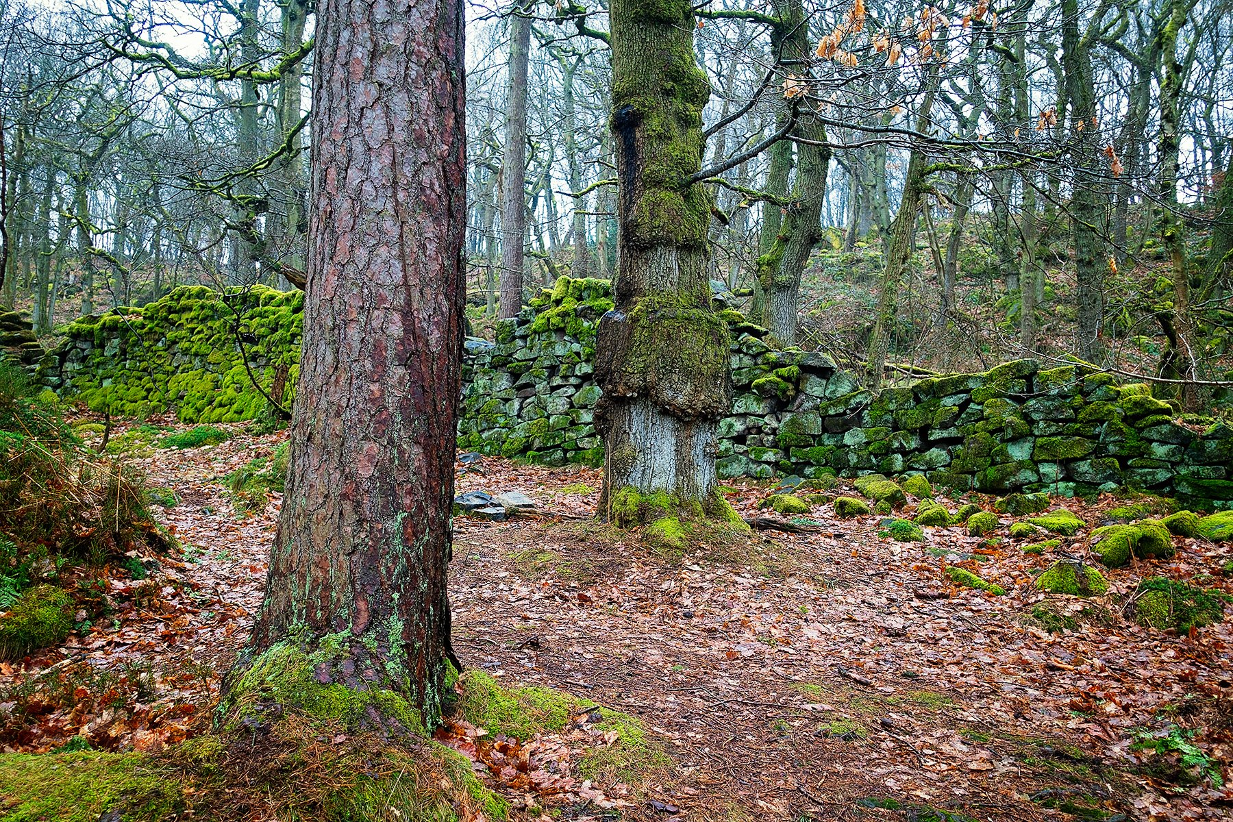 Padley Gorge in the Peak District