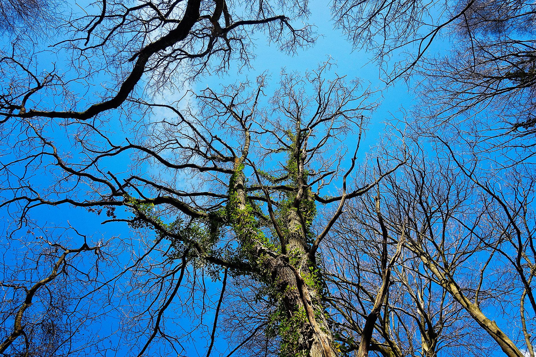 Trees in the sky