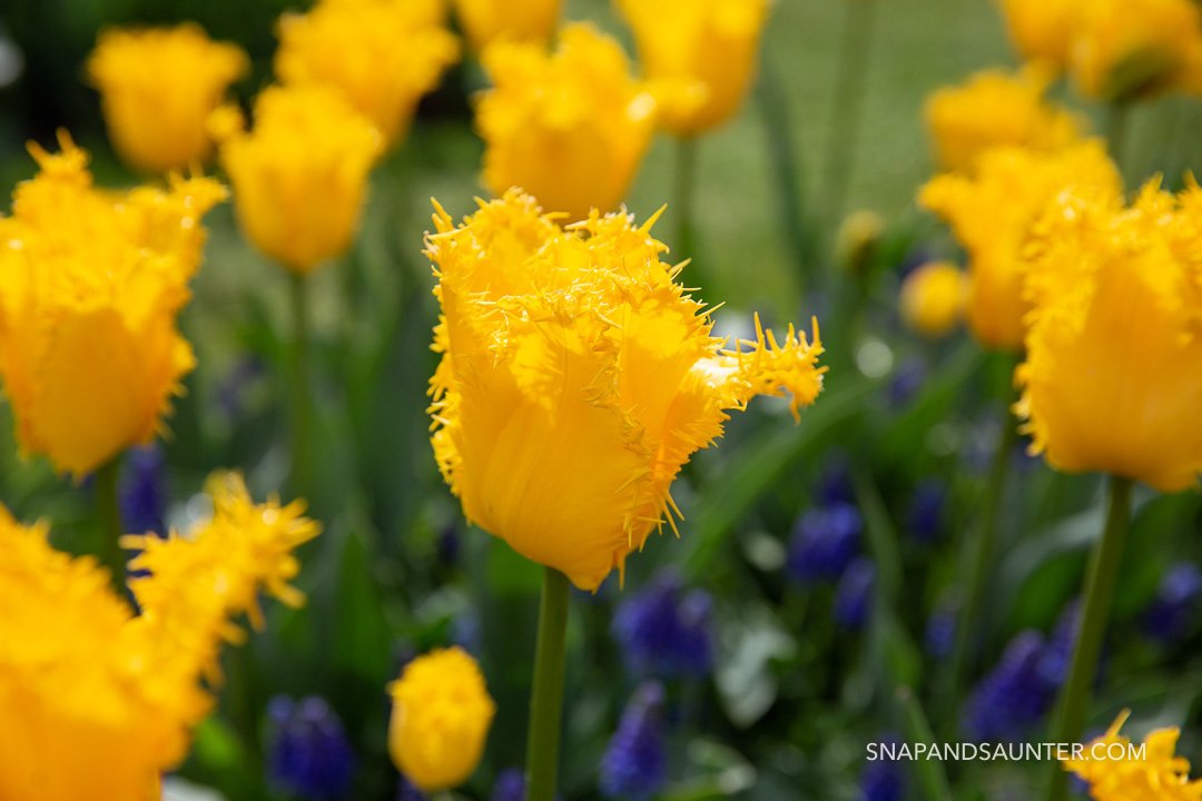 yellow tulip with frills