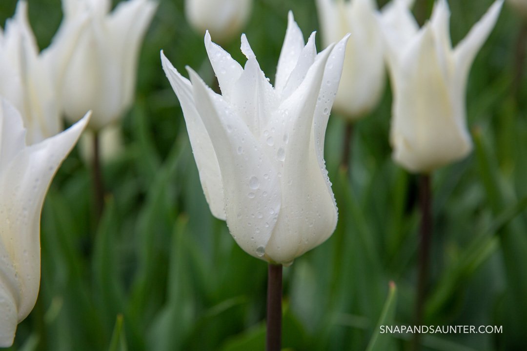 white tulip in bloom