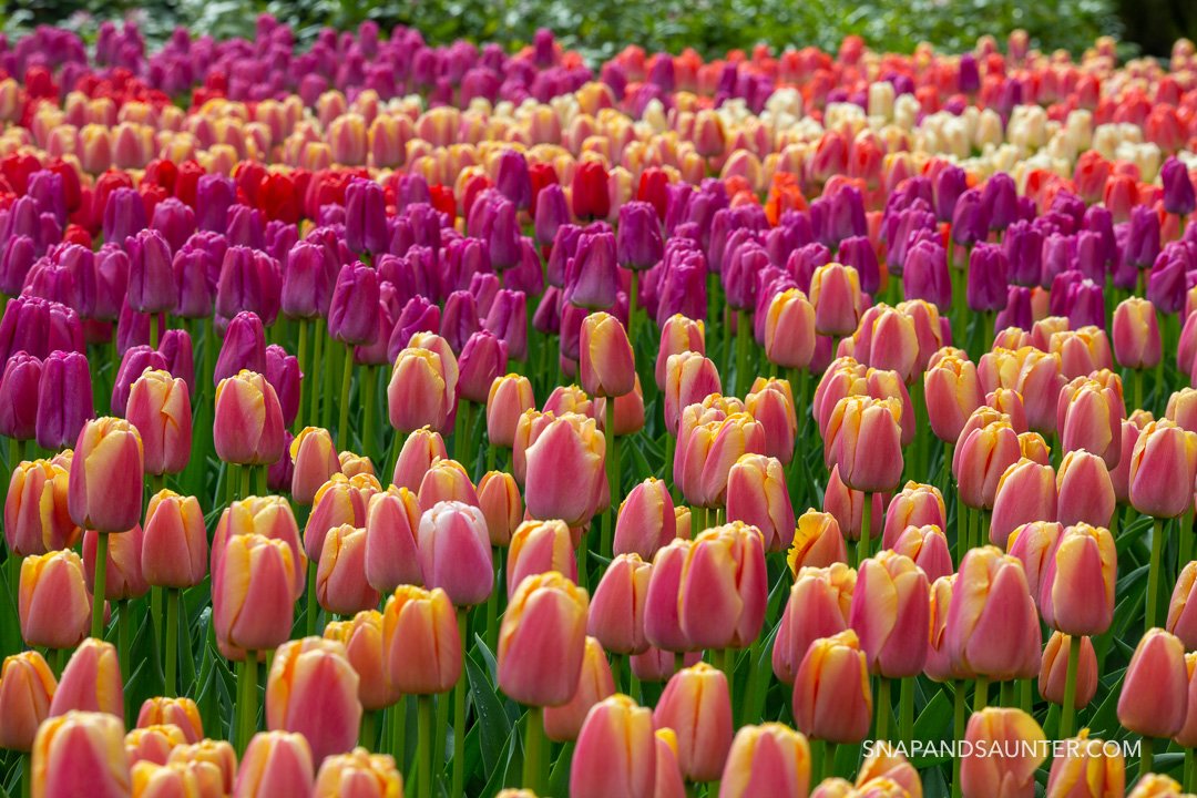 pink, yellow and purple tulip flower beds