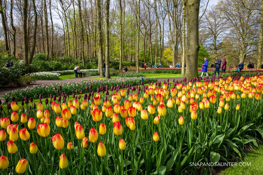 yellow and red tulip flower bed in Keukenhof Gardens in Holland