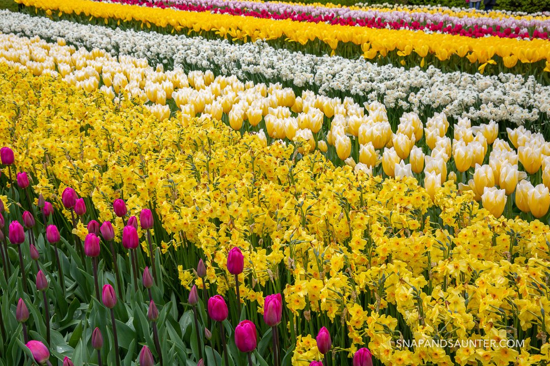 daffodils and tulips flower beds