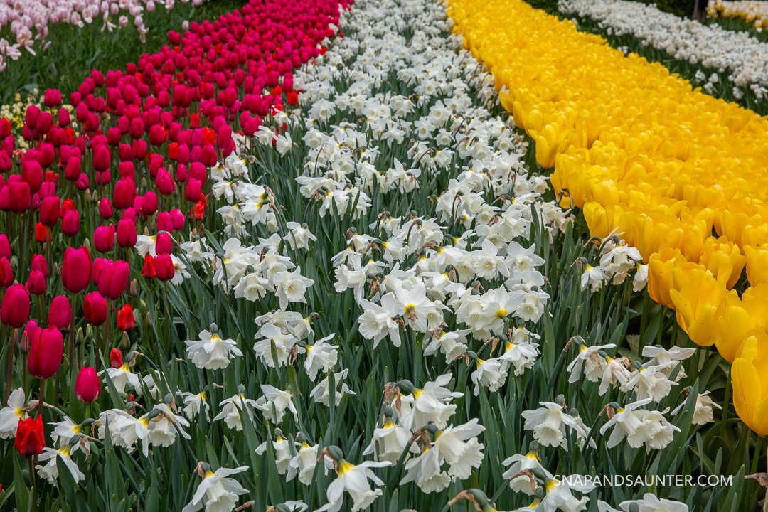 white daffodils, red and yellow tulips flowerbed