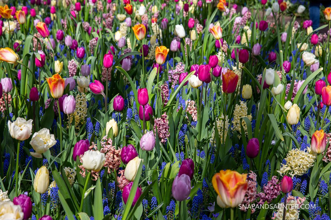 mix of colourful spring flowers including variety of tulips and muscari