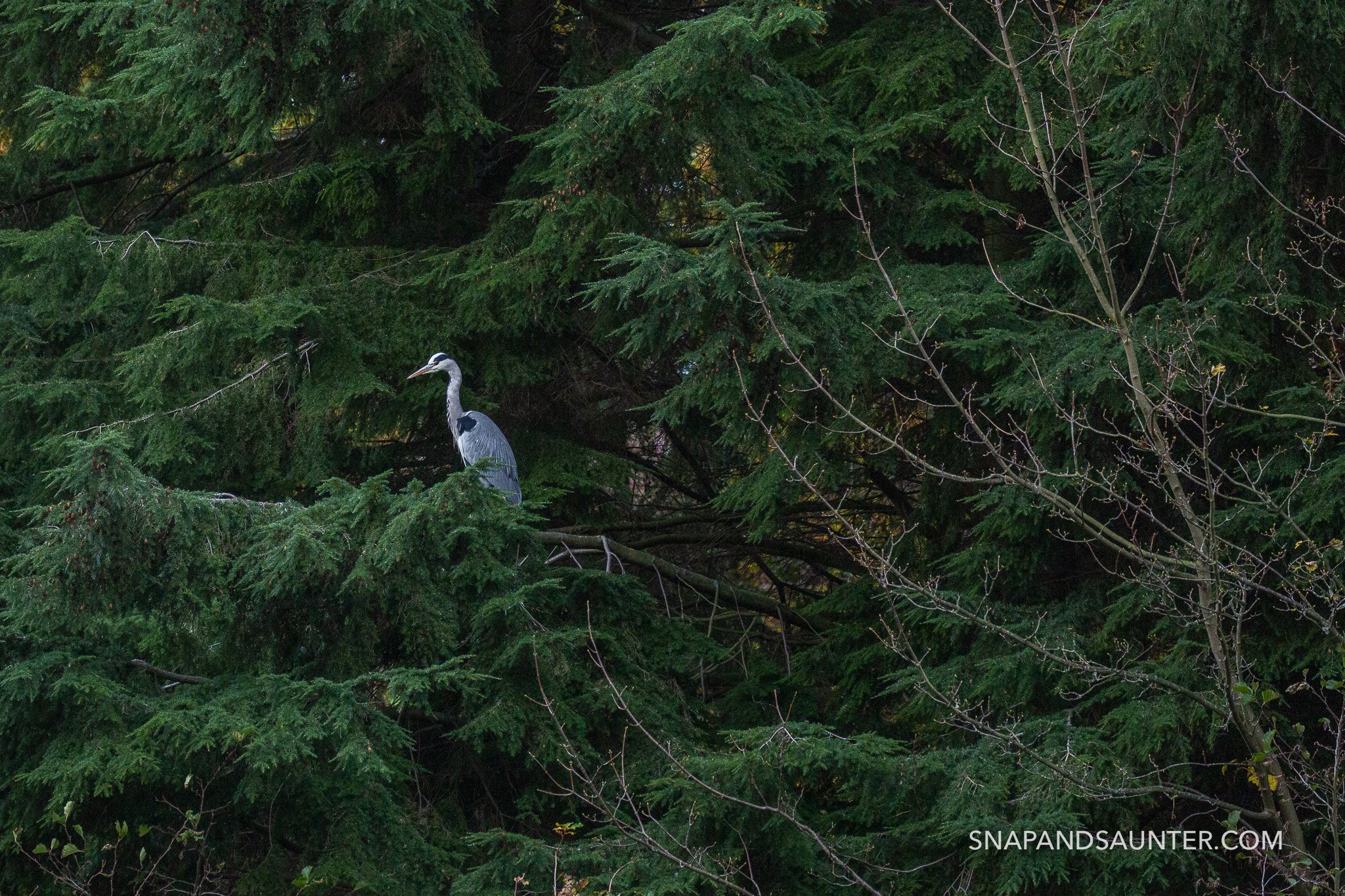 Herron sitting in a tree
