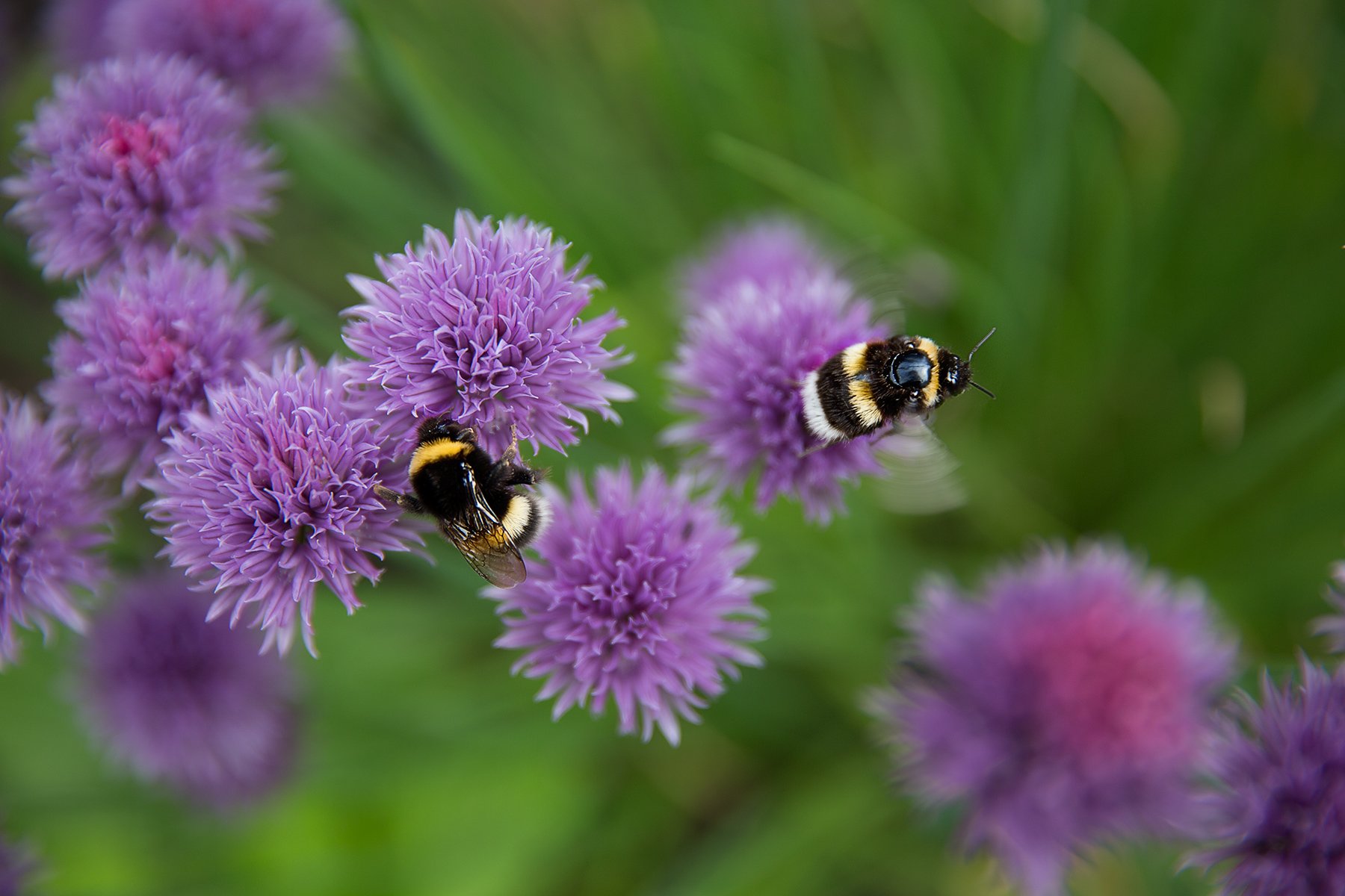 Bumblebees on chives