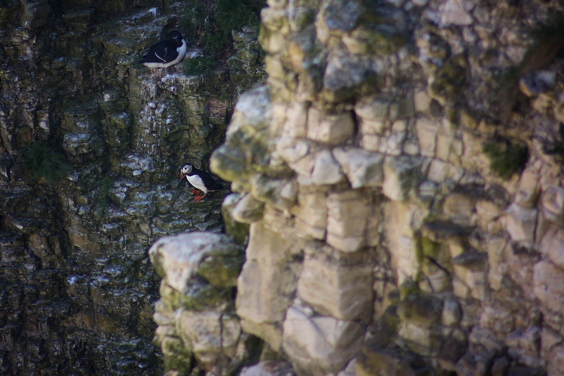 Puffin atBempton Cliffs in East Riding of Yorkshire