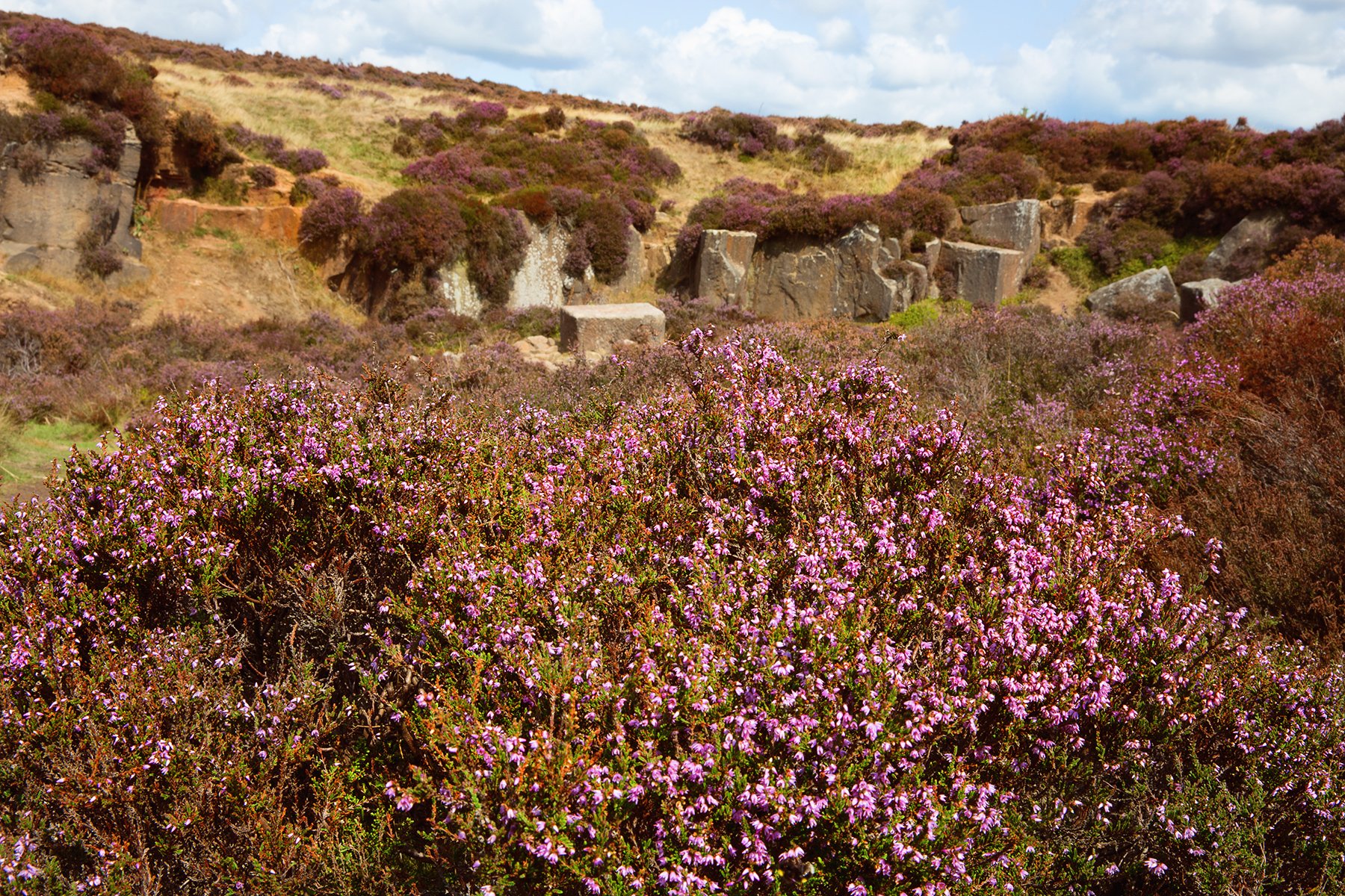 heather in Stanton Moor