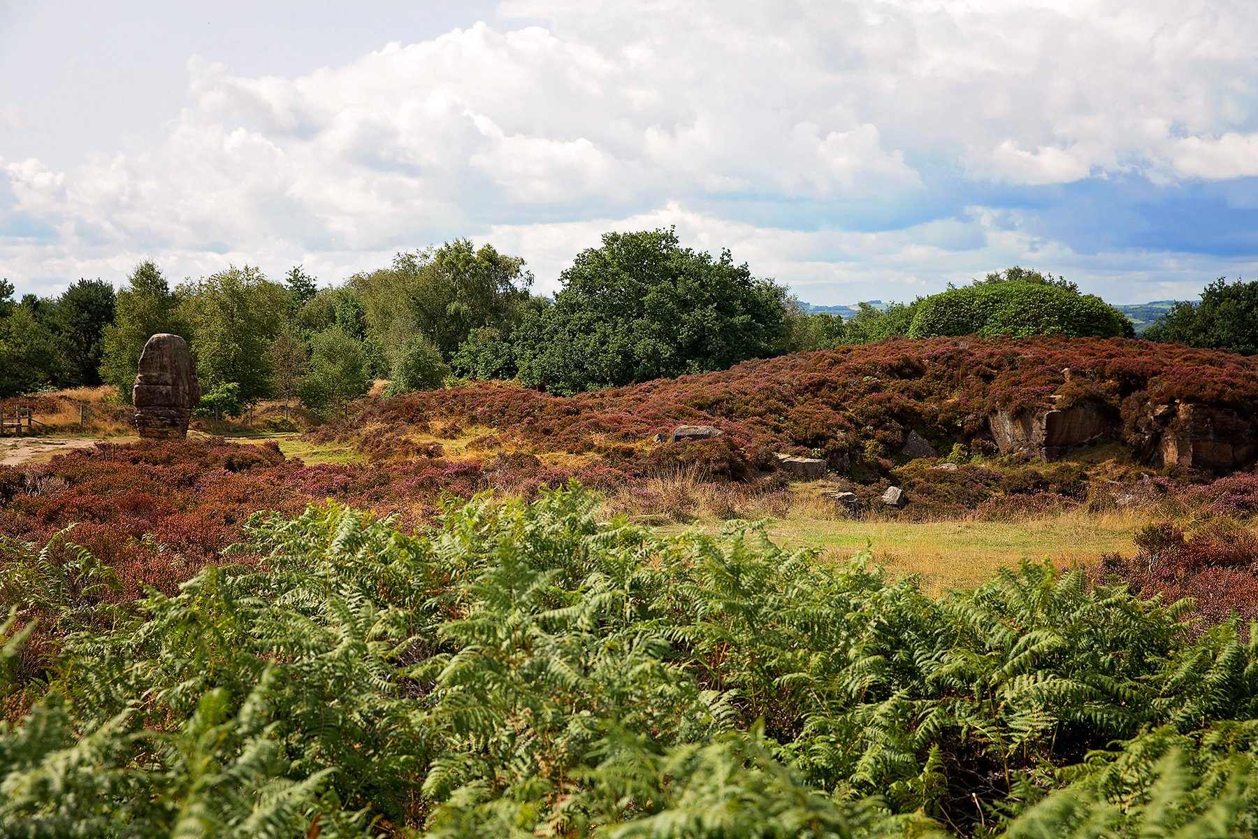heather in Stanton Moor
