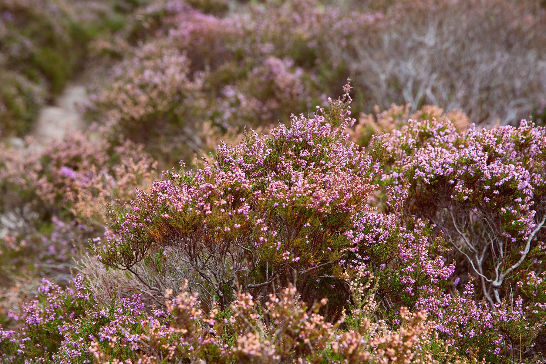 heather in Stanton Moor