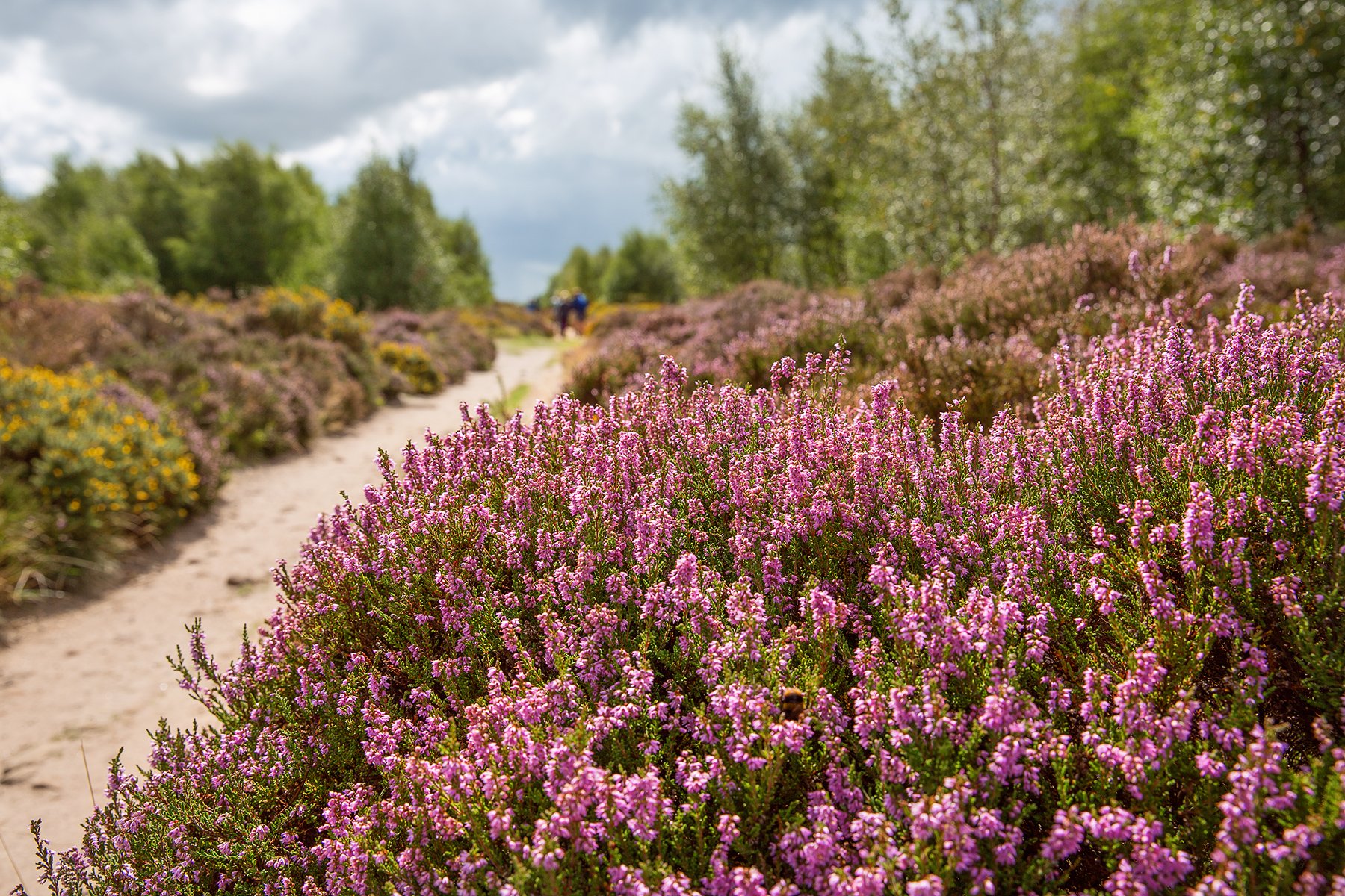heather in Stanton Moor