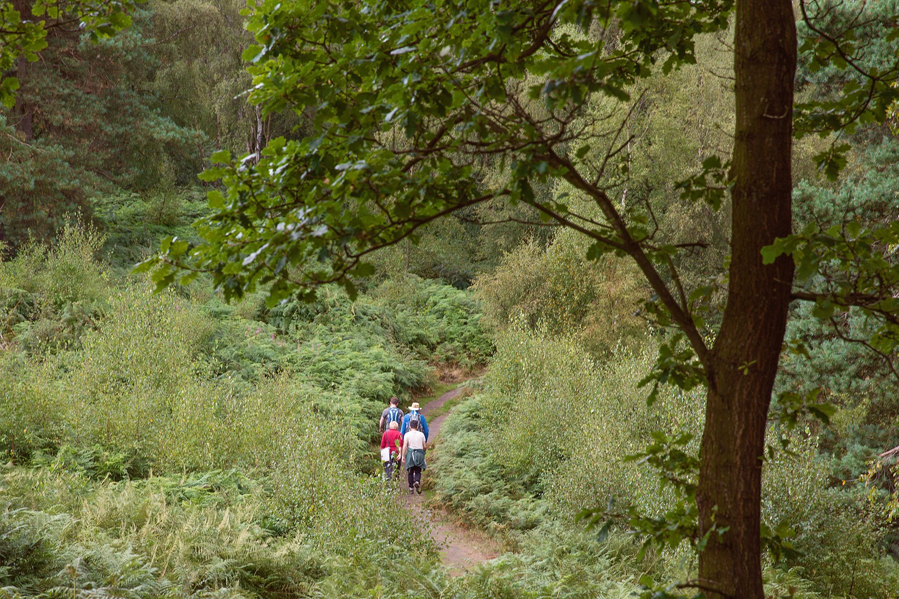 heather in Stanton Moor