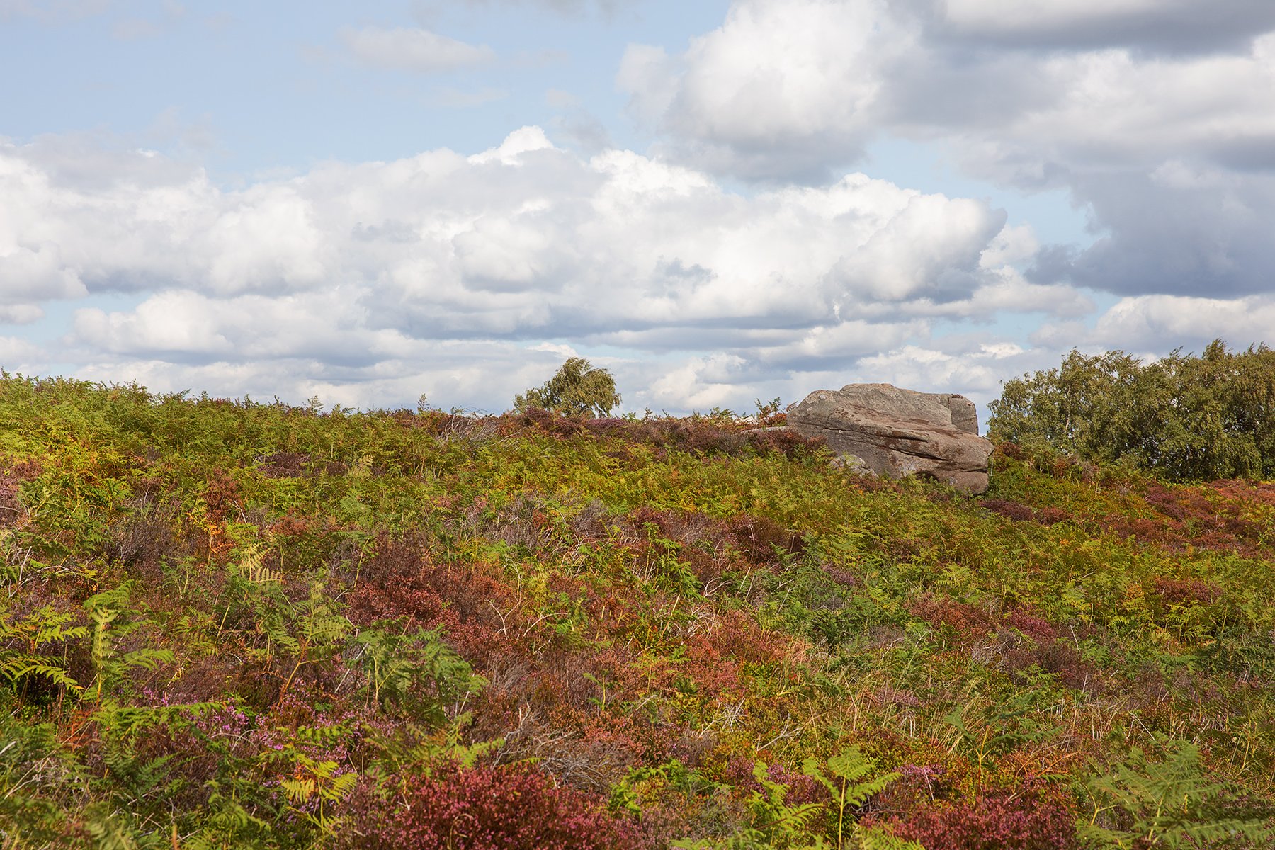 heather in Stanton Moor