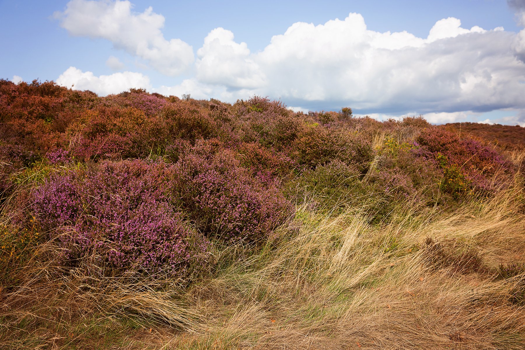 heather in Stanton Moor