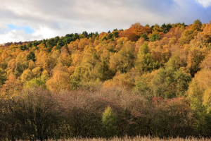 Blacka Moor in Sheffield