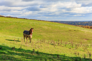 Blacka Moor in Sheffield