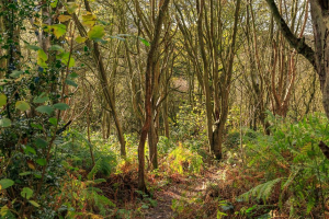 Blacka Moor nature reserve in Sheffield