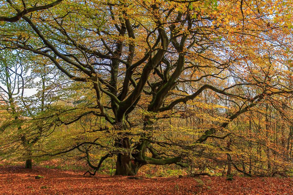 Blacka Moor in Sheffield