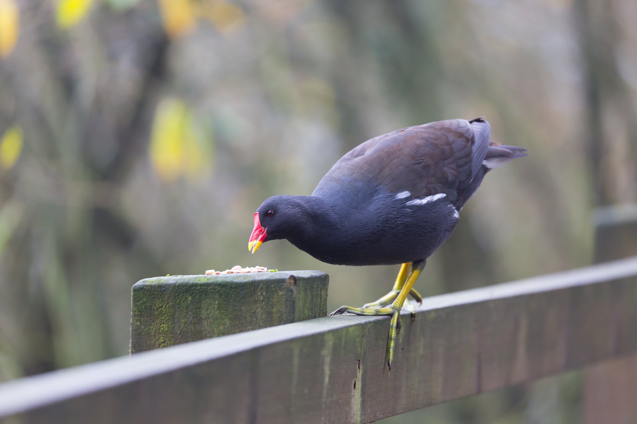 moorhen bird sitting and feeding seeds on a wooden fence