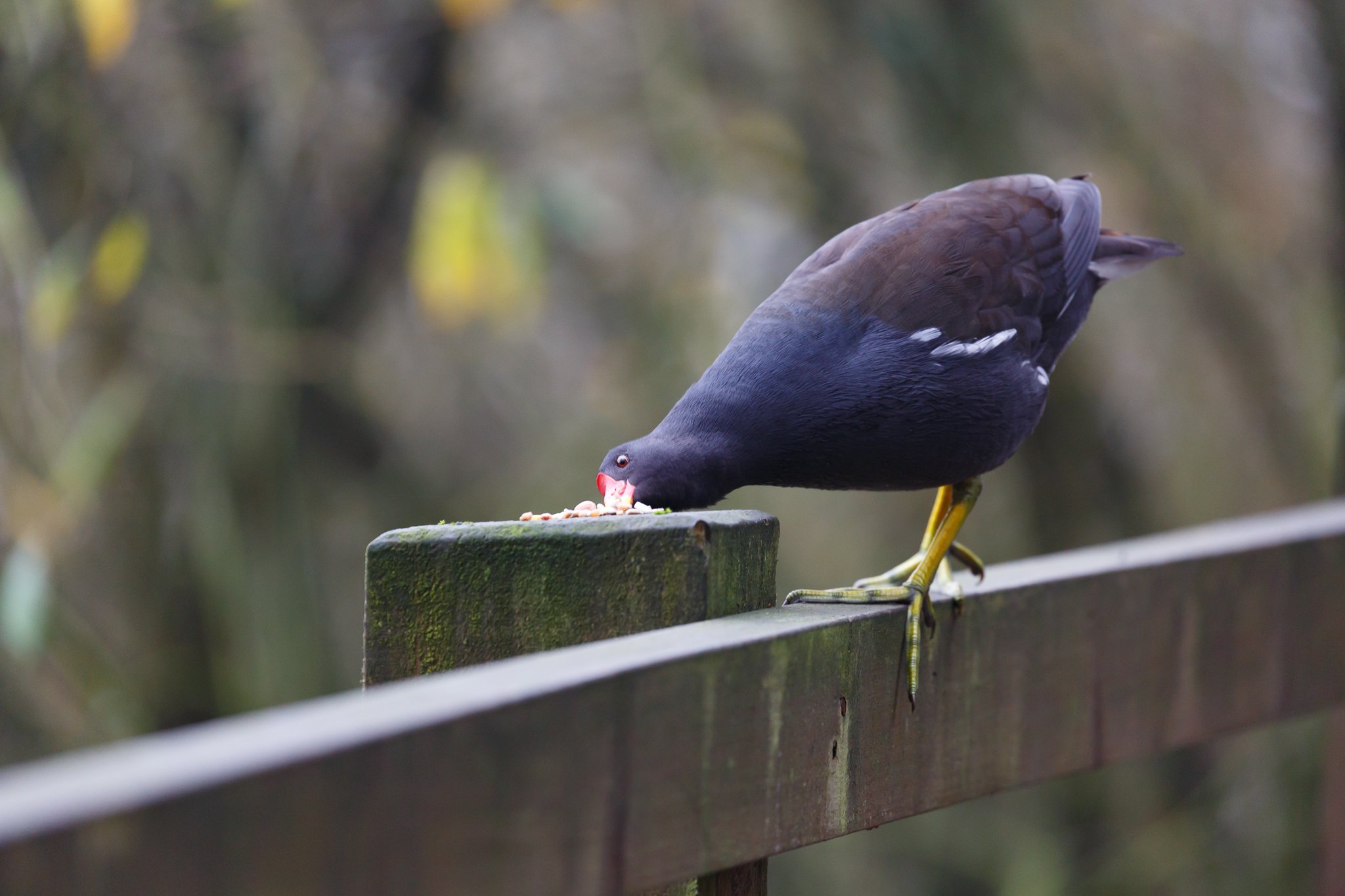 moorhen bird feeding seeds on a wooden fence