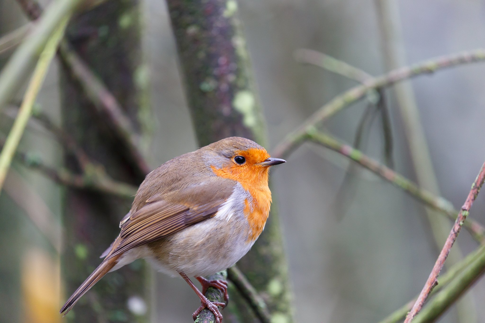 european robin bird sitting on a branch