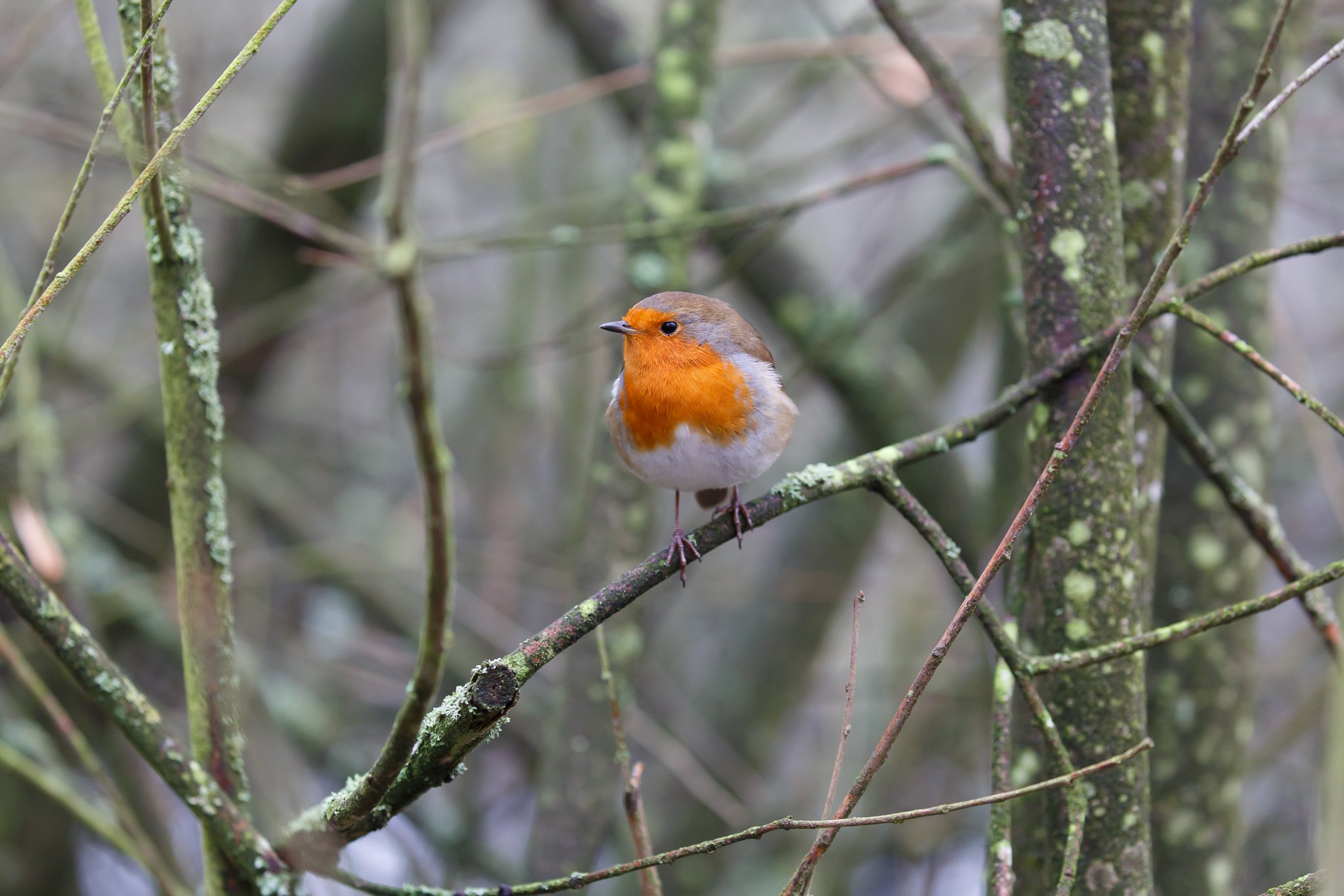 european robin sitting on a tree branch