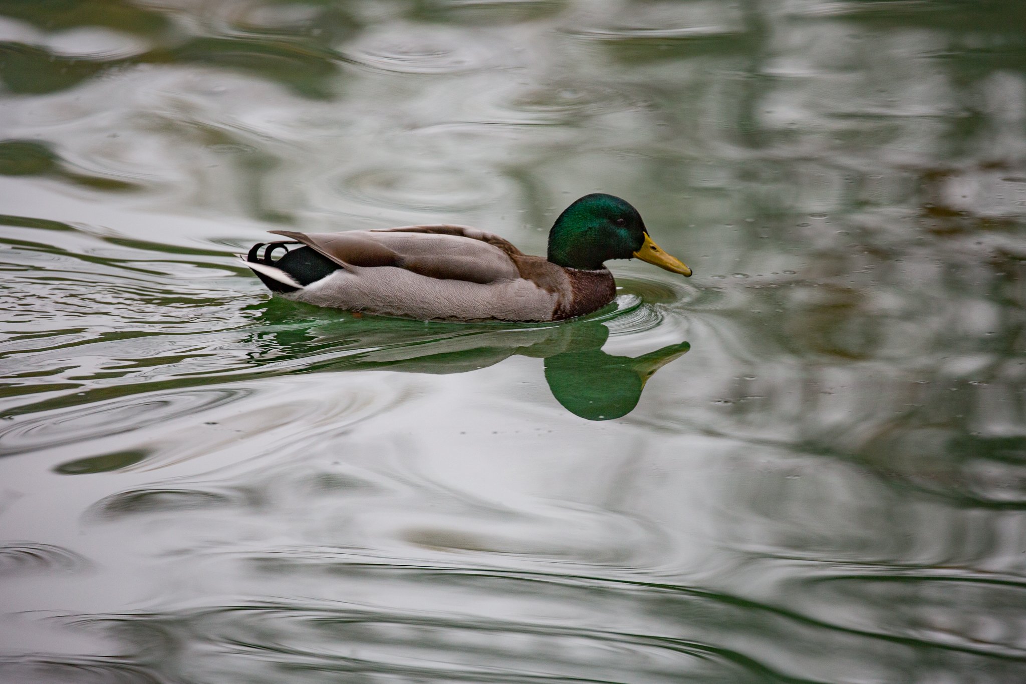 mallard duck swimming in water