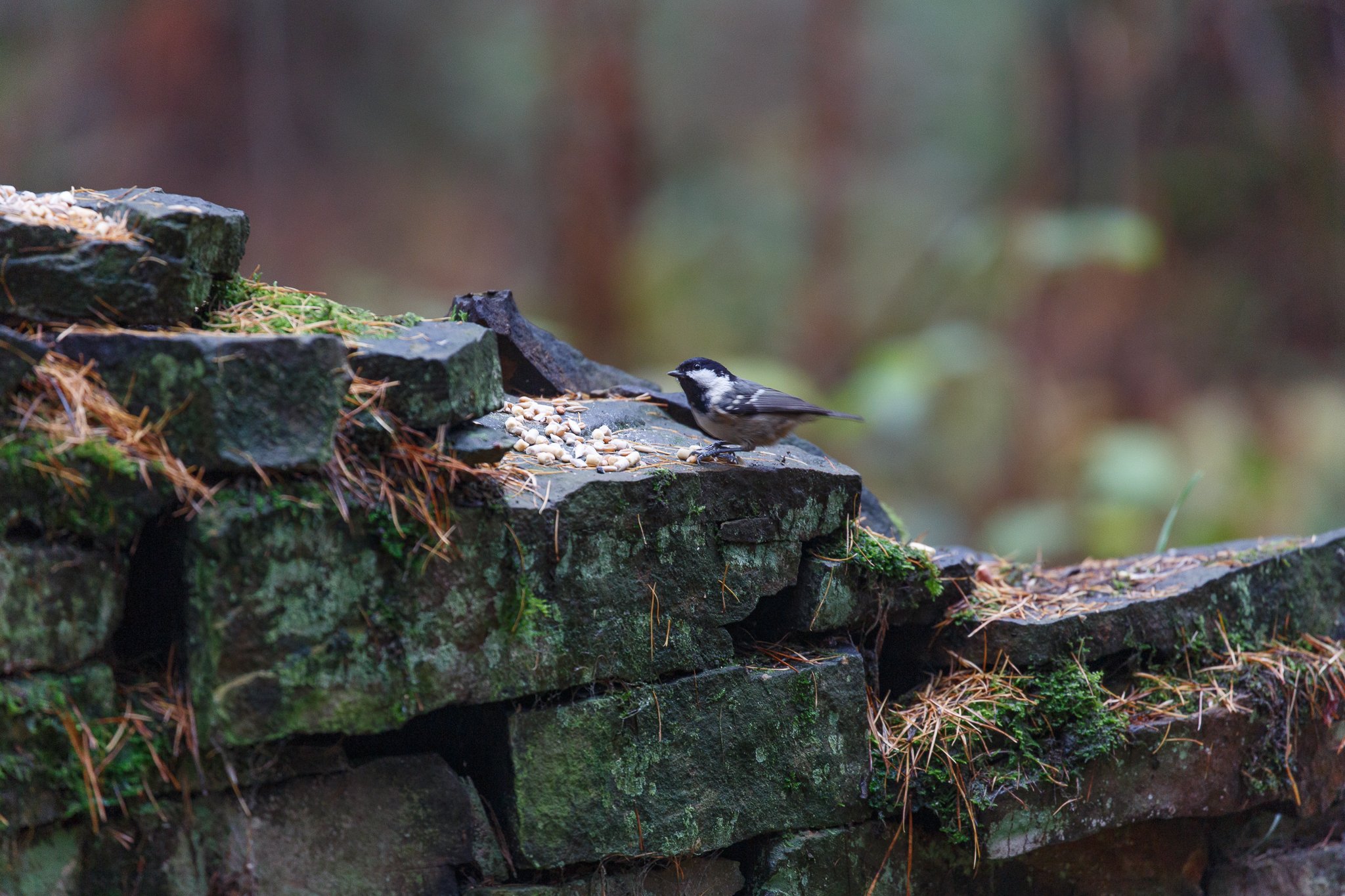 coal tit