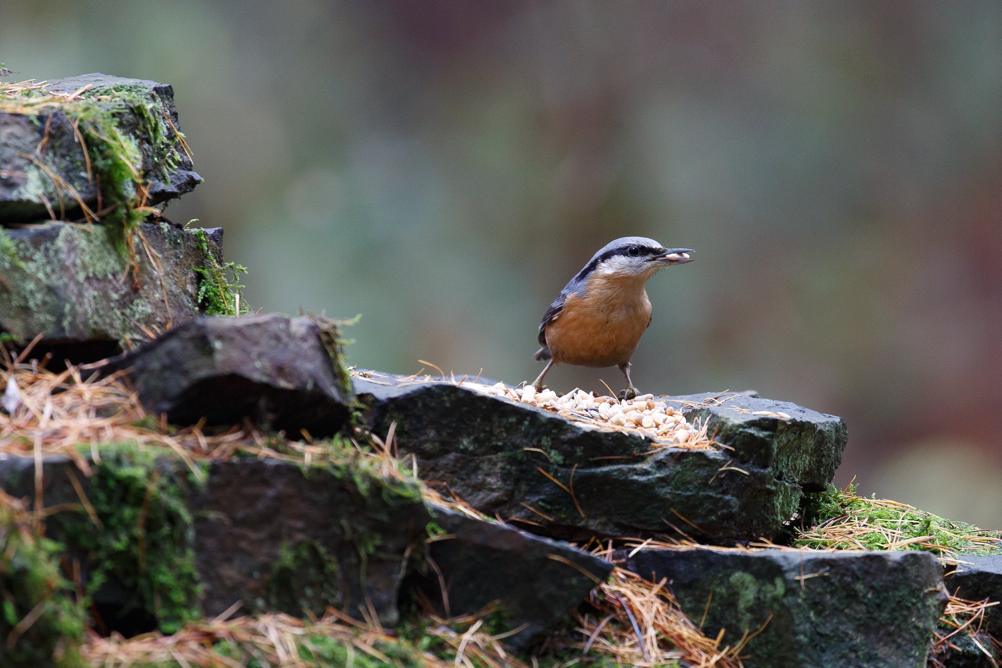 Nuthatch bird standing on rocks