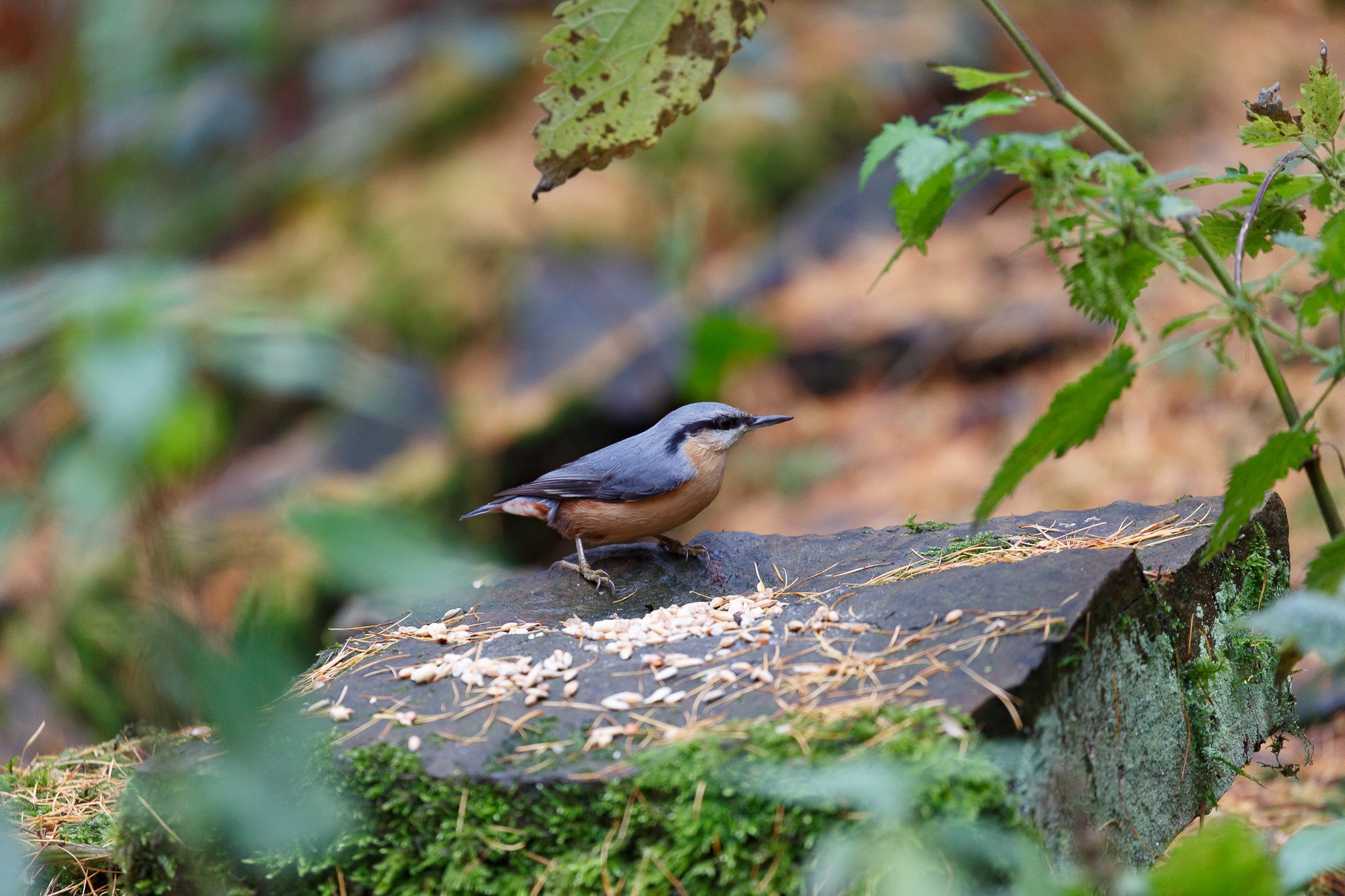 Nuthatch bird eating on a stone