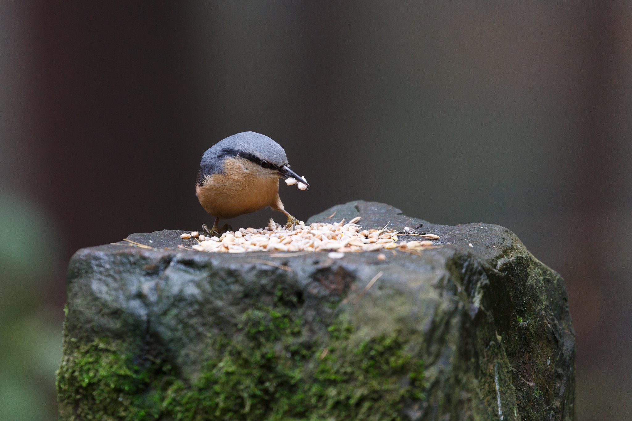 Nuthatch bird eating seeds