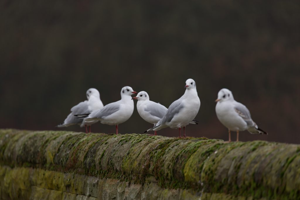 a group of black headed gulls birds