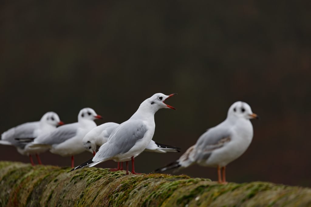 black headed gulls