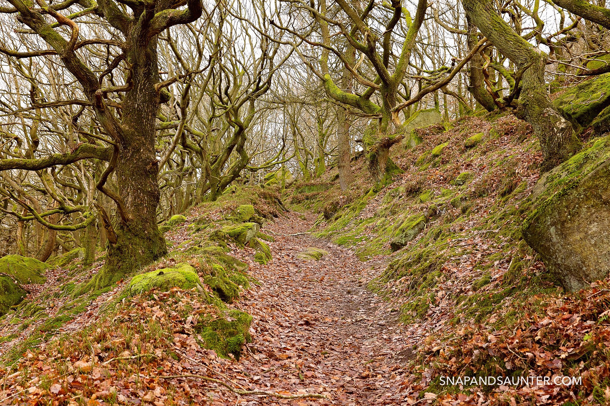 path with old twisted oak trees