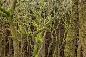 bamford edge