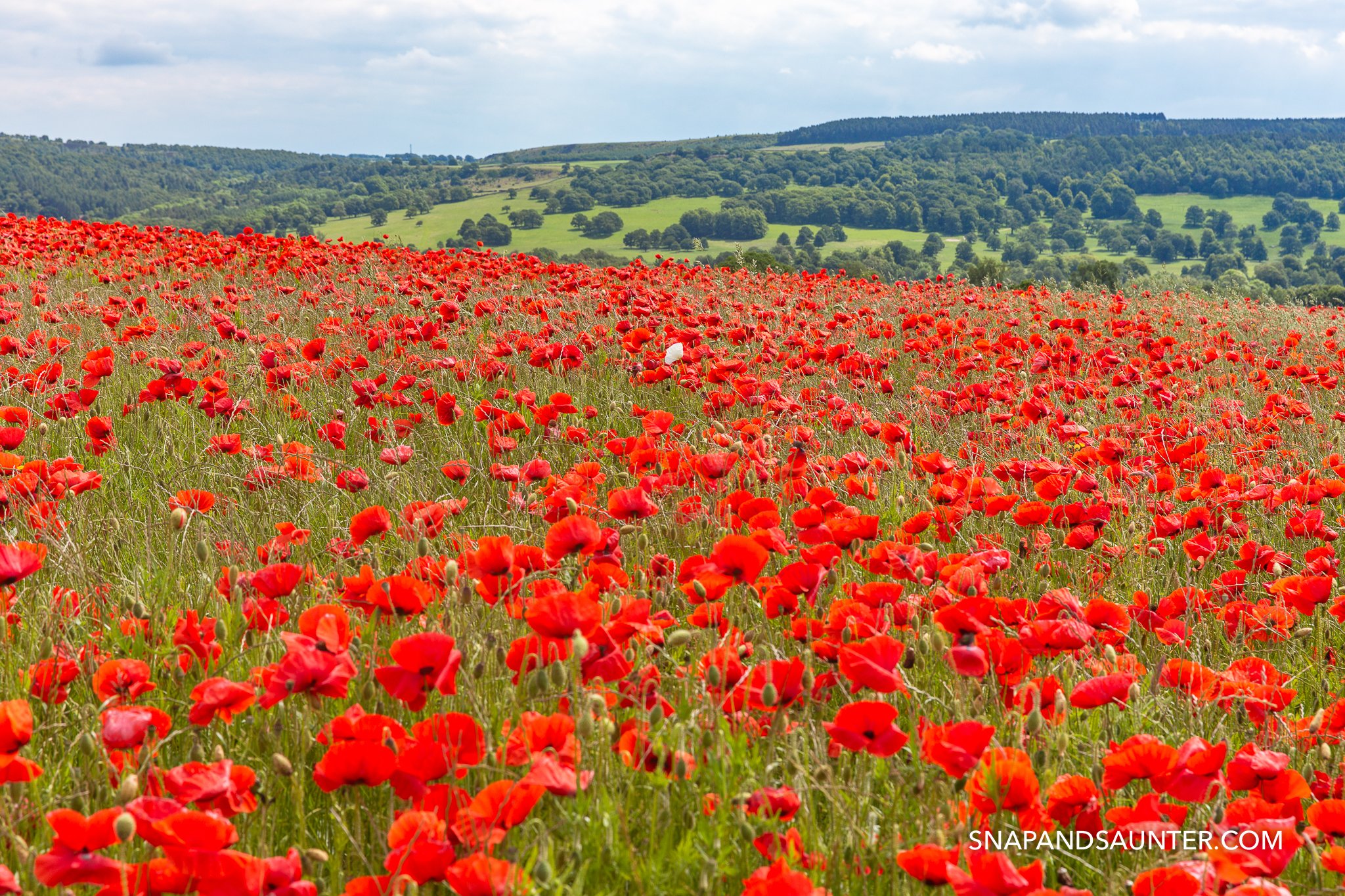 poppy field in the countryside