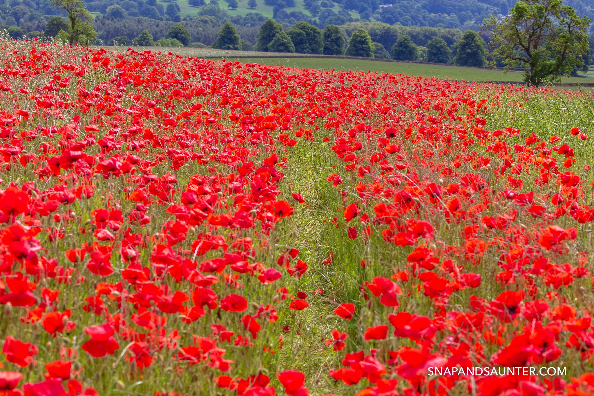path through a poppy field