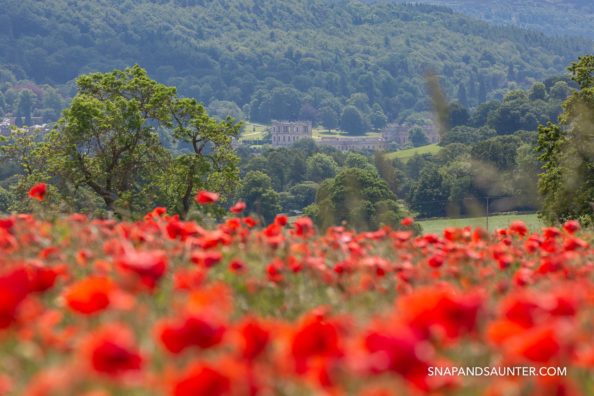 Poppy field with Chatsworth house in the background