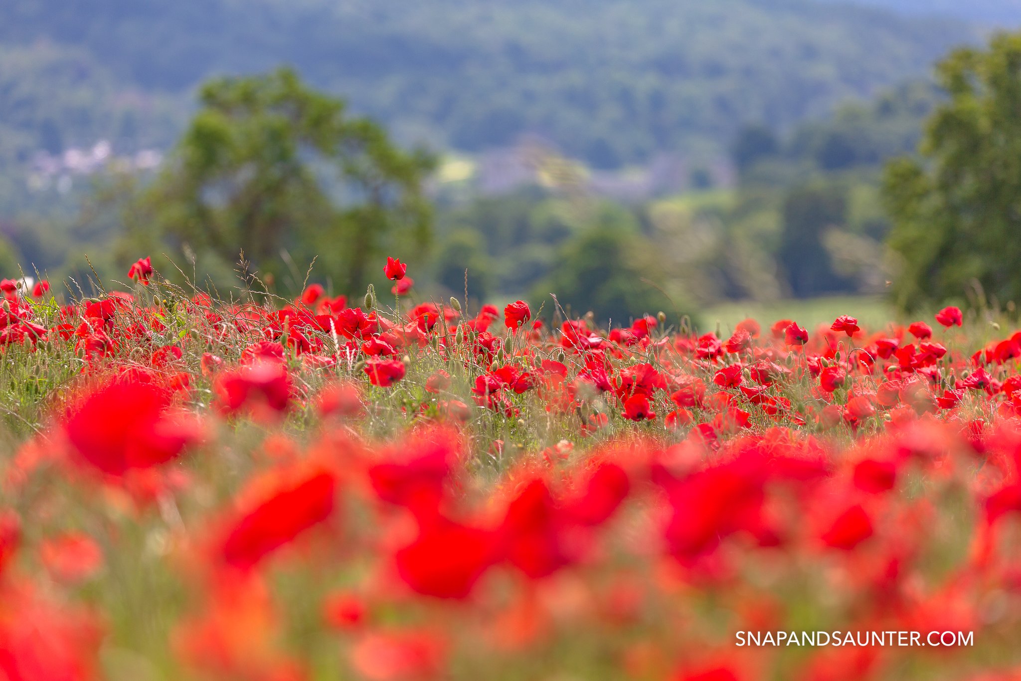 poppies in a poppy field