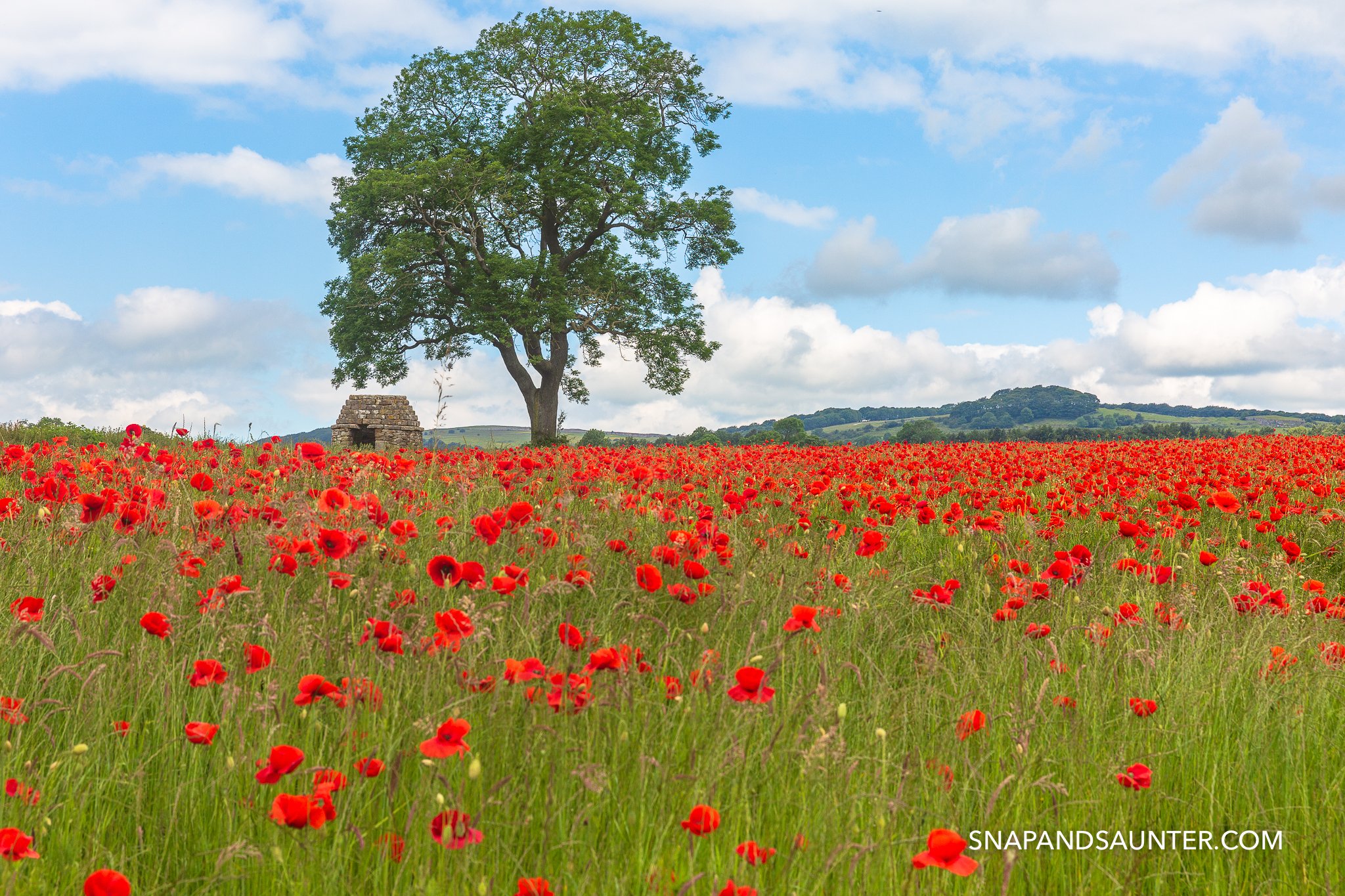 stone shepherd hut next to a big tree in a poppy field
