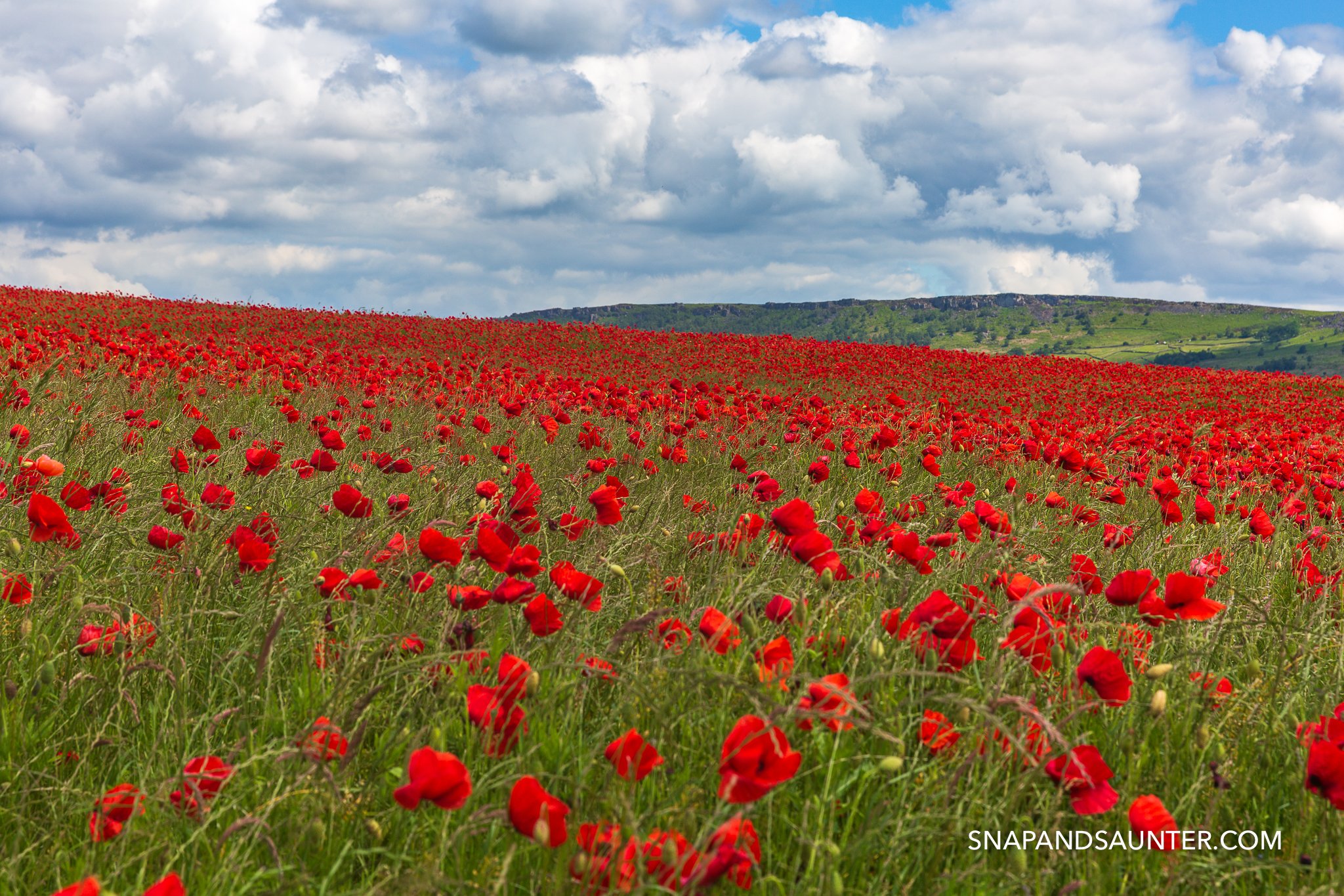 poppy field