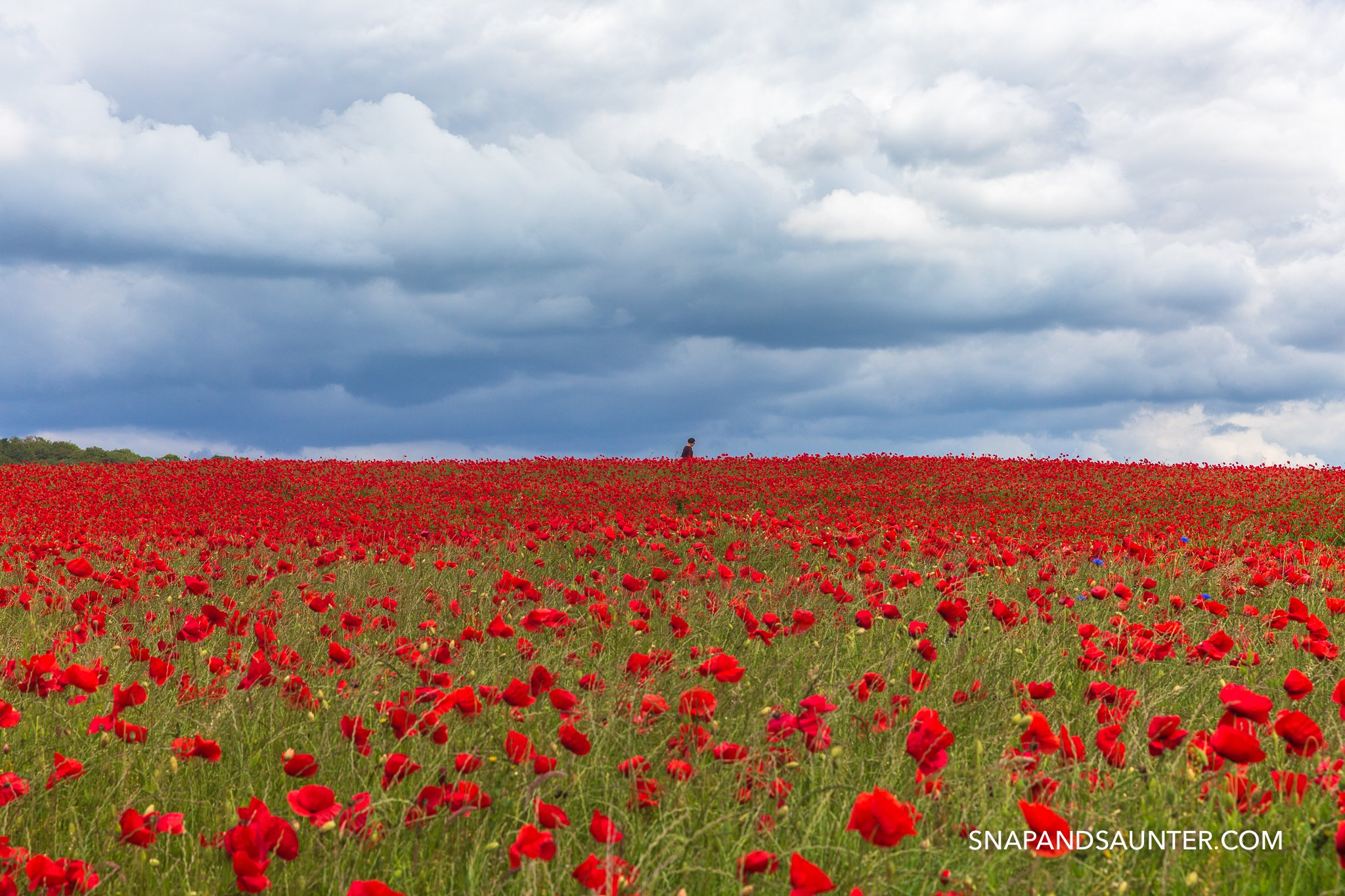a person in a poppy field with blue sky