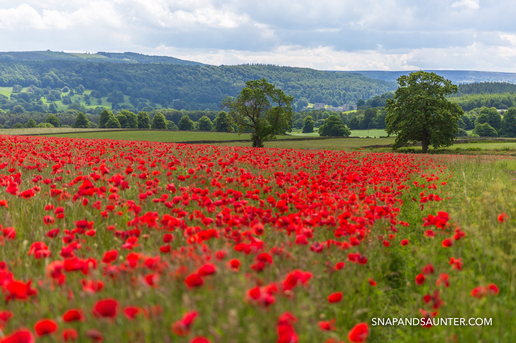field full of poppies with Chatsworth house in the background