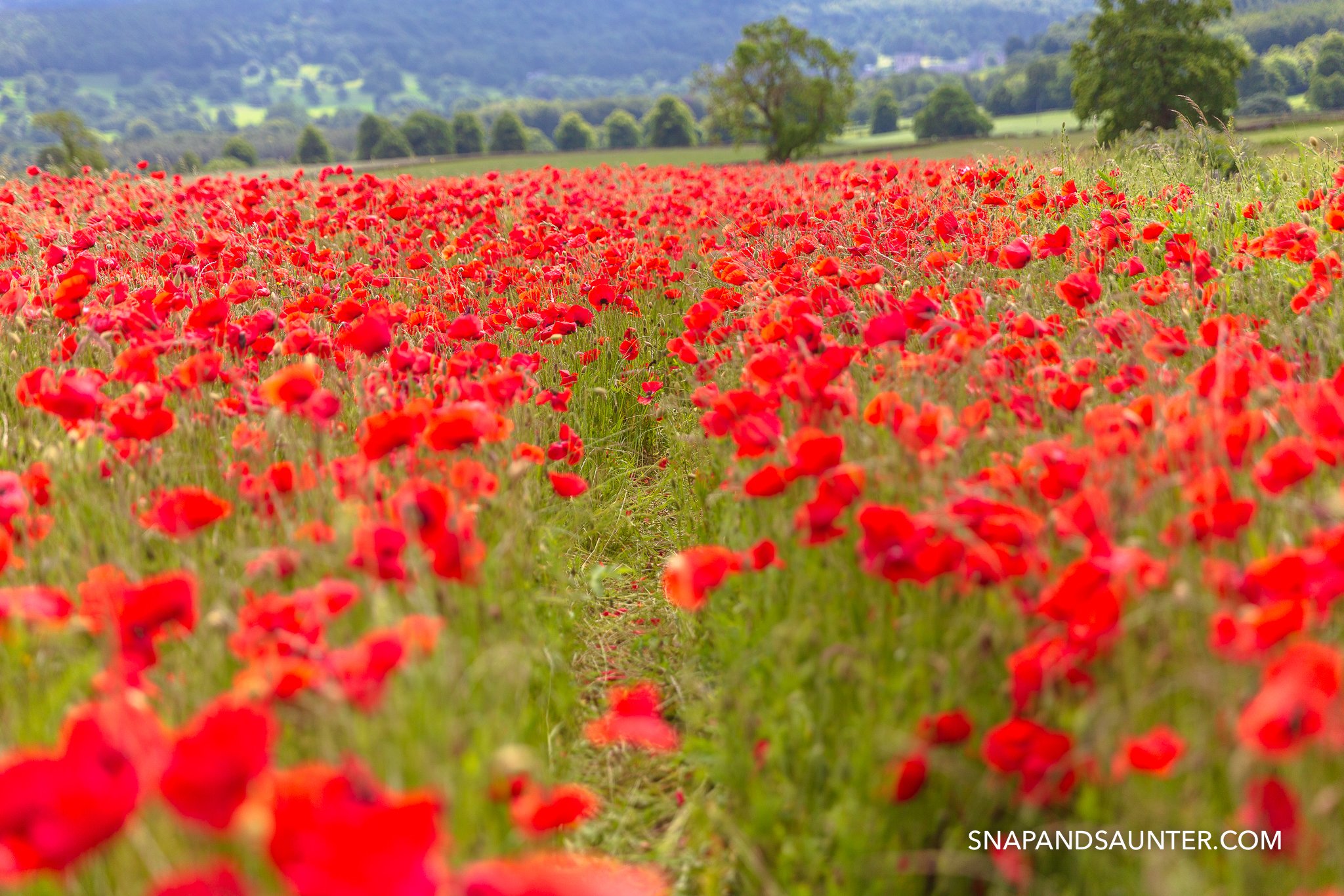 running through poppies