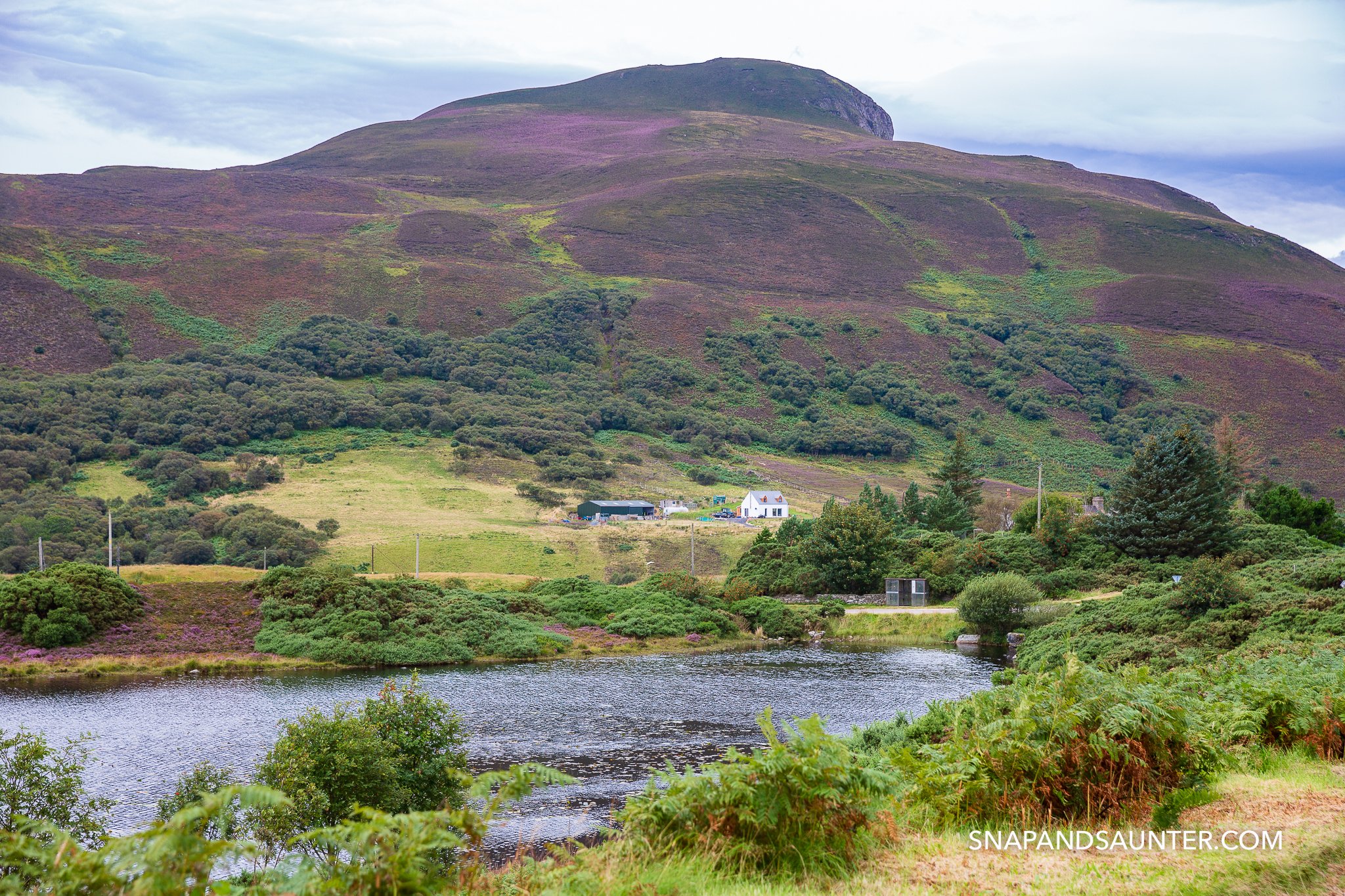 munroe covered in heather somewhere on the North Coast 500